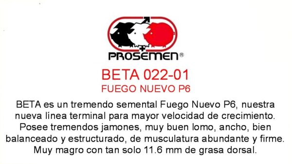 EGP24 BETA  022-01 BETA FUEGO NUEVO - Image 2