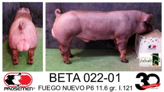 EGP24 BETA  022-01 BETA FUEGO NUEVO