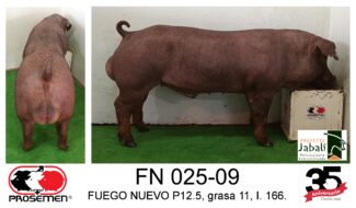EGP25 FN025-09 FUEGO NUEVO