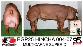 EGP25 MCSD 004-07 HINCHA MULTICARNE SUPER DUROC