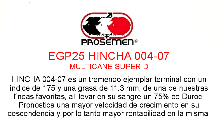 EGP25 MCSD 004-07 HINCHA MULTICARNE SUPER DUROC - Image 2