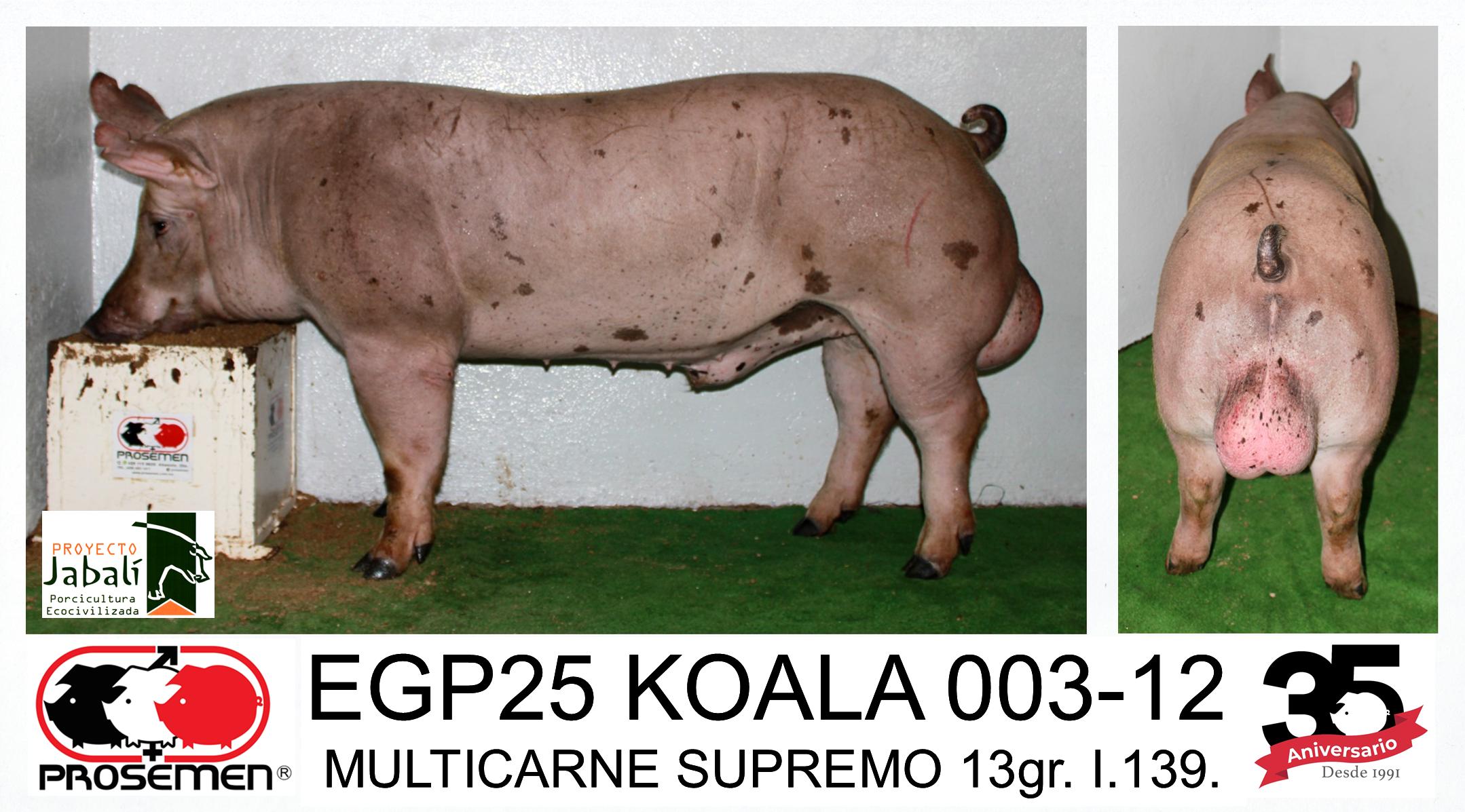 EGP25 KOALA 003-12 MULTICARNE SUPREMO