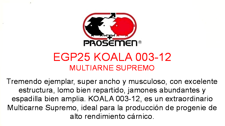 EGP25 KOALA 003-12 MULTICARNE SUPREMO - Image 2