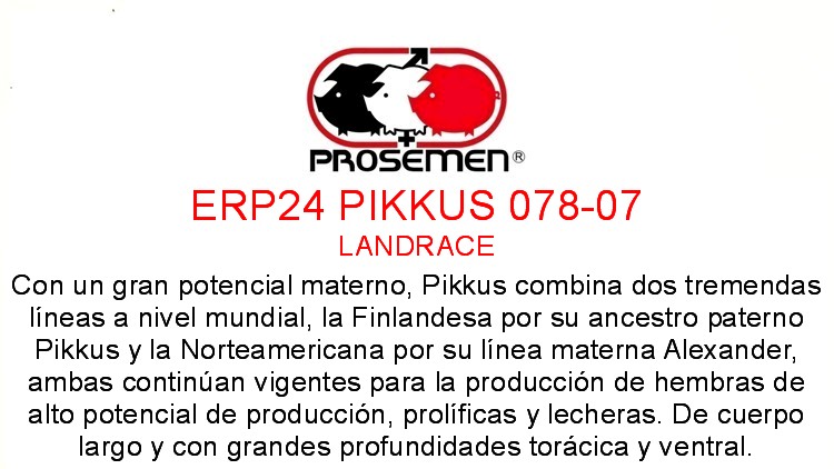 ERP24 PIKKUS 078-07 LANDRACE - Image 2