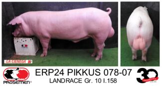 ERP24 PIKKUS 078-07 LANDRACE